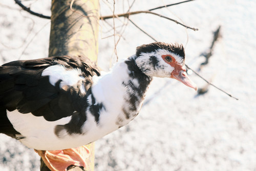 Pato criollo (Cairina moschata)