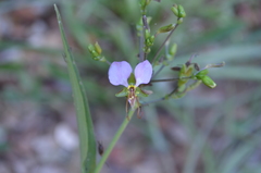 Aneilema hockii hockii