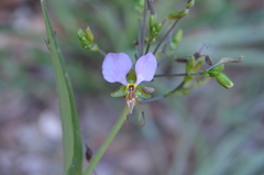 Aneilema hockii hockii