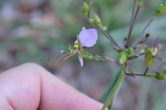 Aneilema hockii hockii