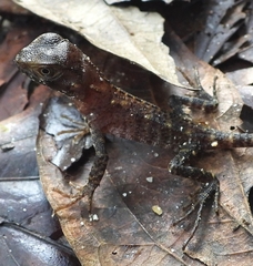 Hoplocercidae