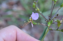Aneilema hockii hockii