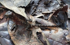 Hoplocercidae