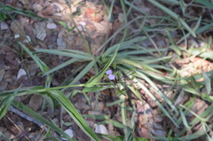 Aneilema hockii hockii