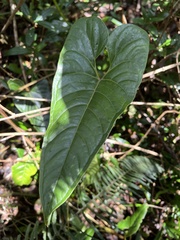Anthurium oxybelium