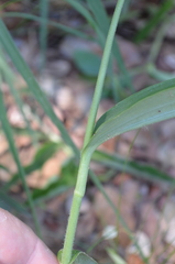 Aneilema hockii hockii