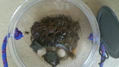 Pachygrapsus crassipes