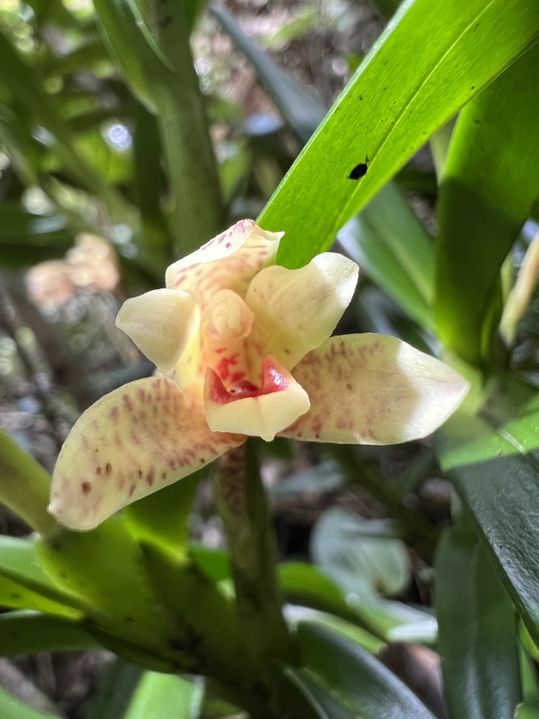 Maxillaria arbuscula