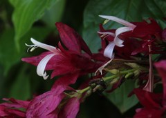 Justiciinae