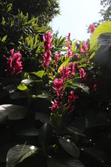 Justiciinae