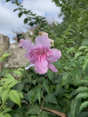 Podranea