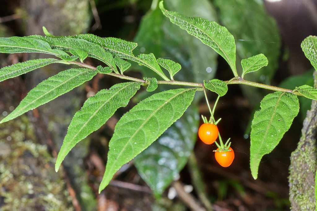 lanceolate-leaved pepper