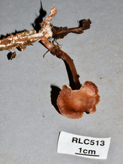 Collybiopsis subcyathiformis