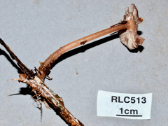 Collybiopsis subcyathiformis