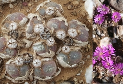 Gibbaeum pilosulum