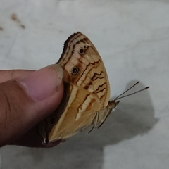Junonia almana