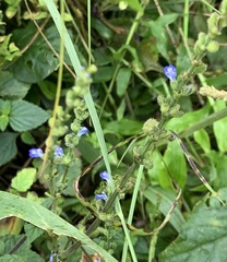 Salvia occidentalis