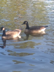 Branta canadensis