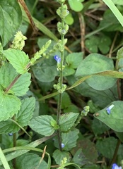 Salvia occidentalis