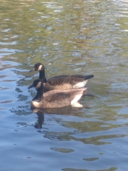 Branta canadensis