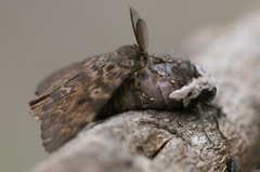 Lymantria ampla