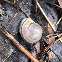 Helminthoglypta traskii