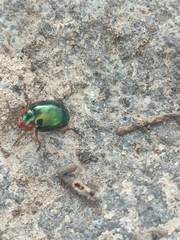 Coleoptera