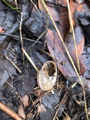 Helminthoglypta traskii