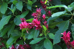 Justiciinae
