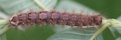 Lymantria ampla