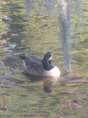 Branta canadensis