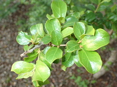 Combretum hereroense