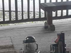 Melospiza melodia morphna