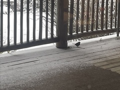 Melospiza melodia morphna