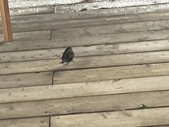 Melospiza melodia morphna