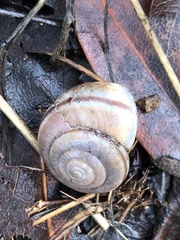 Helminthoglypta traskii