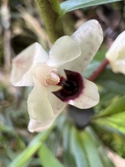 Maxillaria lawrenceana