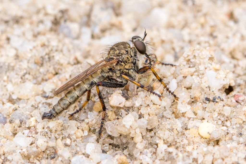 brown heath robberfly, photo 1 of 10