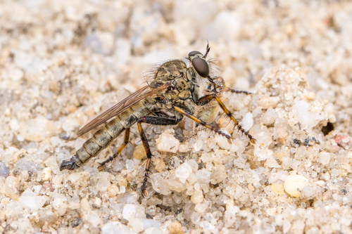 brown heath robberfly