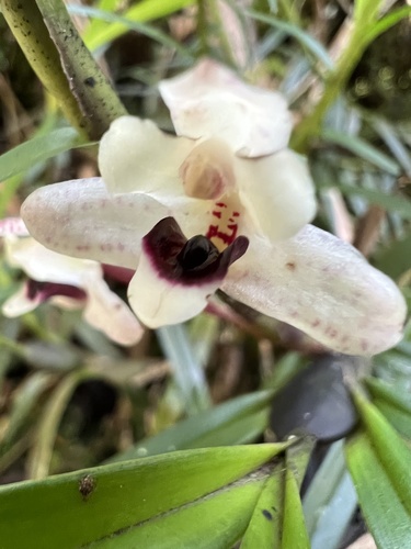 Maxillaria lawrenceana, photograph 2