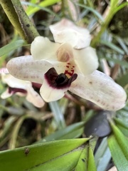 Maxillaria lawrenceana
