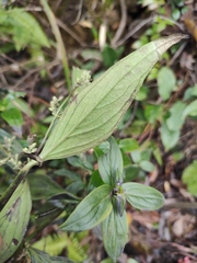 Oldenlandia mellii