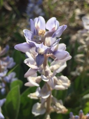 Lupinus diffusus