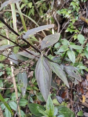 Oldenlandia mellii