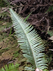 Dicranopteris pedata