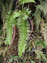 Dicranopteris pedata