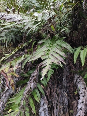 Woodwardia japonica