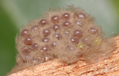 Lymantria ampla