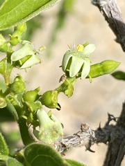 Vangueria
