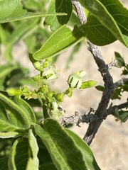 Vangueria